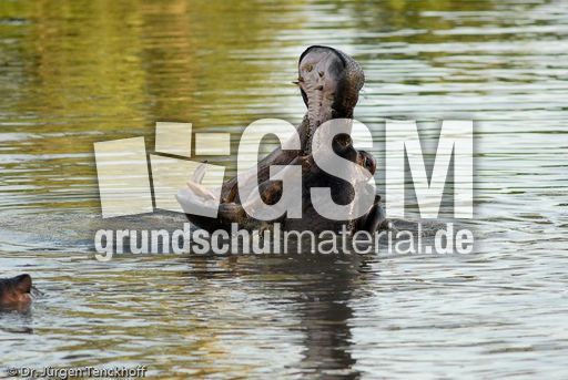 Flusspferd (27 von 104).jpg